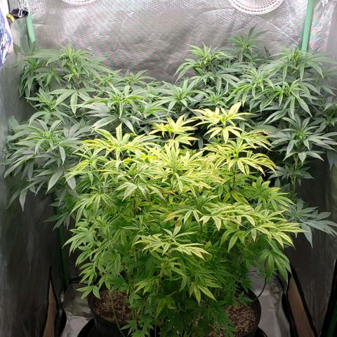 Zkittles Glue growlog timeline photo