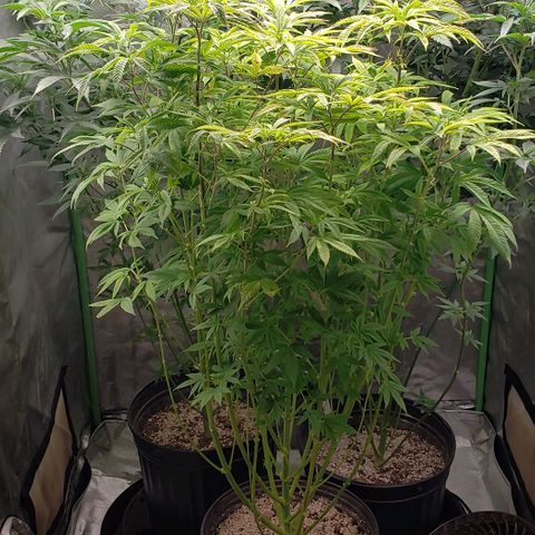 Zkittles Glue growlog timeline photo