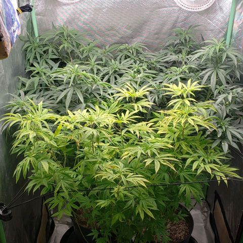 Zkittles Glue growlog timeline photo