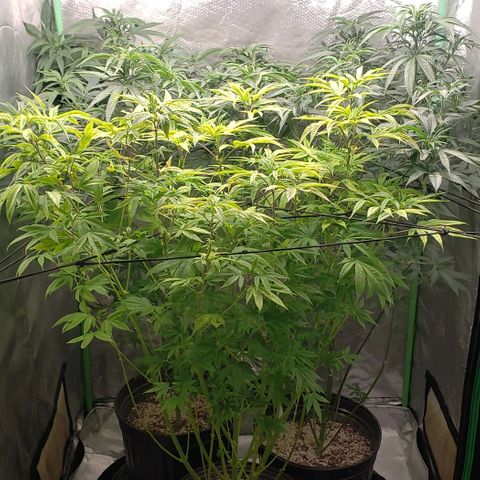 Zkittles Glue growlog timeline photo