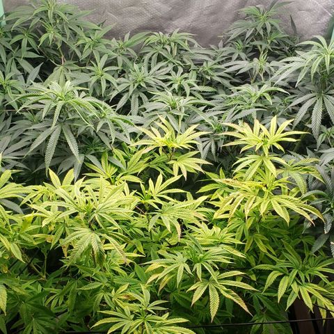 Zkittles Glue growlog timeline photo