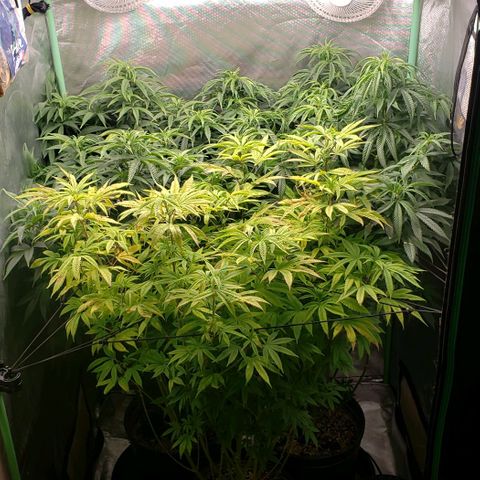 Zkittles Glue growlog timeline photo