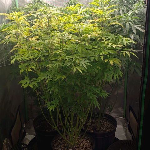 Zkittles Glue growlog timeline photo