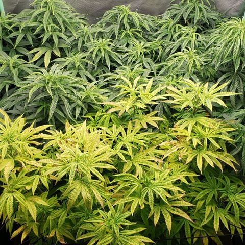 Zkittles Glue growlog timeline photo