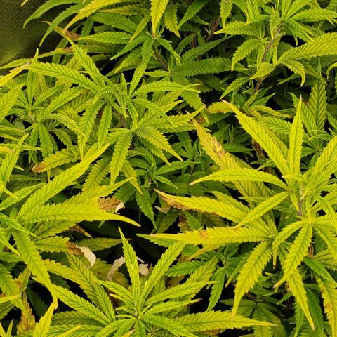 Zkittles Glue growlog timeline photo