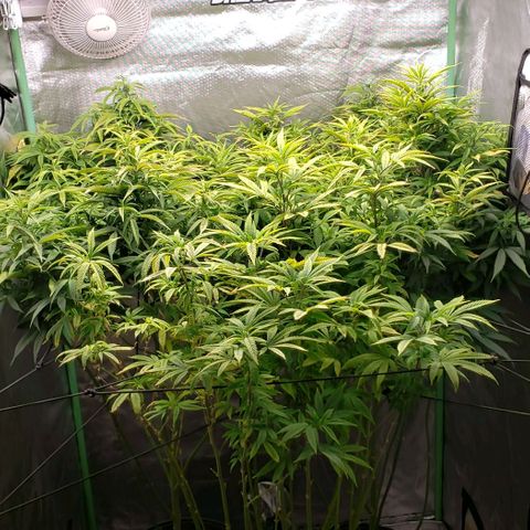 Zkittles Glue growlog timeline photo