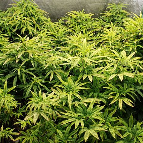 Zkittles Glue growlog timeline photo
