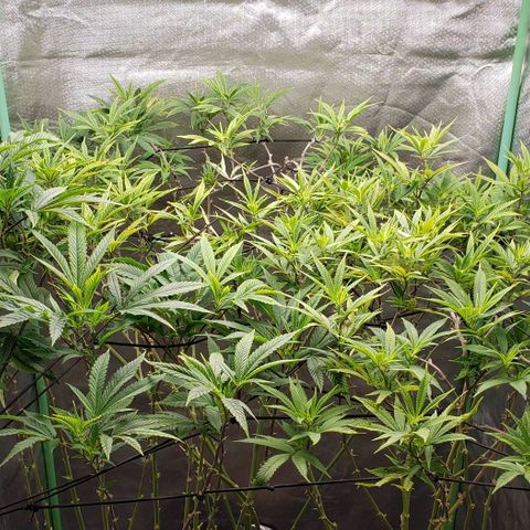 Zkittles Glue growlog timeline photo