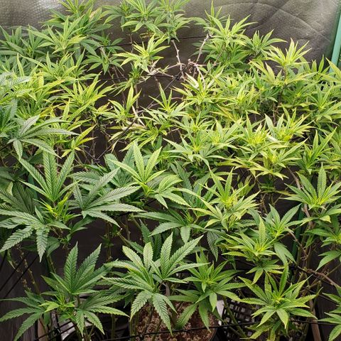 Zkittles Glue growlog timeline photo