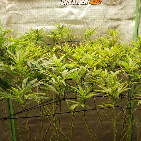 Zkittles Glue growlog timeline photo