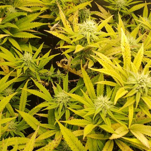 Zkittles Glue growlog timeline photo
