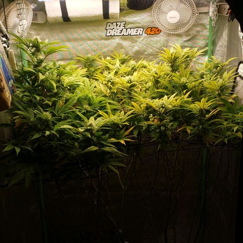 Zkittles Glue growlog timeline photo