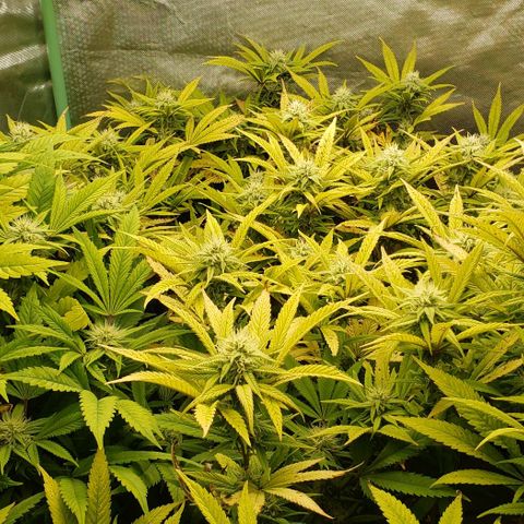 Zkittles Glue growlog timeline photo