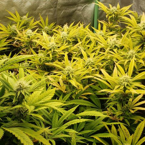 Zkittles Glue growlog timeline photo