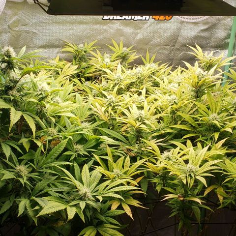 Zkittles Glue growlog timeline photo