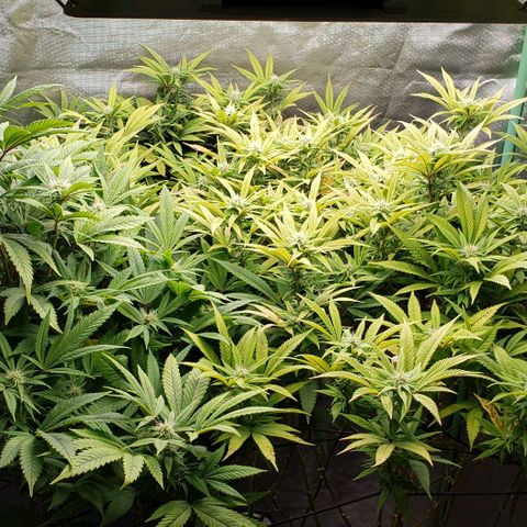 Zkittles Glue growlog timeline photo
