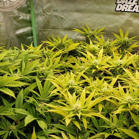 Zkittles Glue growlog timeline photo
