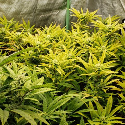 Zkittles Glue growlog timeline photo
