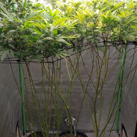 Zkittles Glue growlog timeline photo