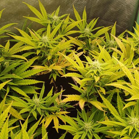 Zkittles Glue growlog timeline photo