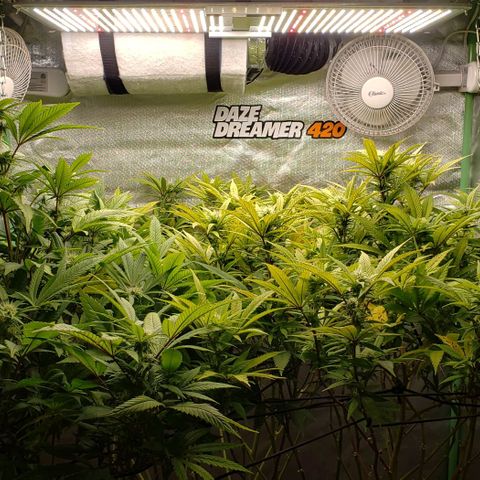 Zkittles Glue growlog timeline photo