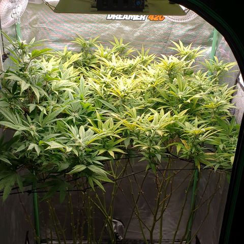 Zkittles Glue growlog timeline photo