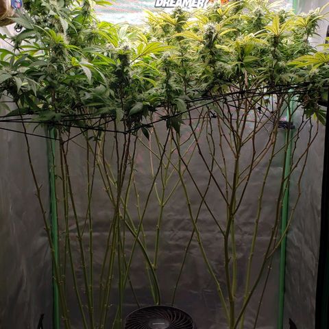 Zkittles Glue growlog timeline photo