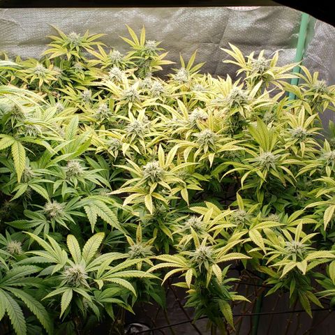 Zkittles Glue growlog timeline photo