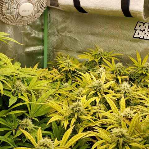 Zkittles Glue growlog timeline photo