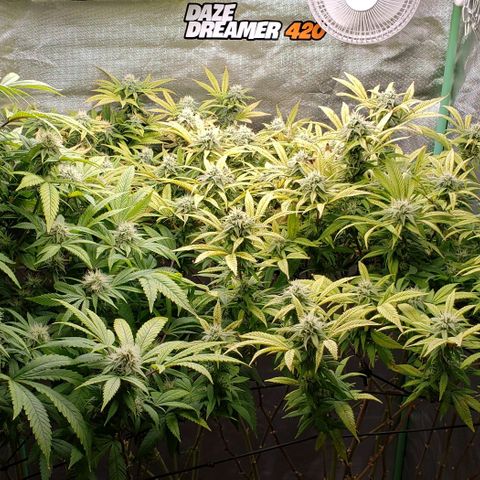 Zkittles Glue growlog timeline photo