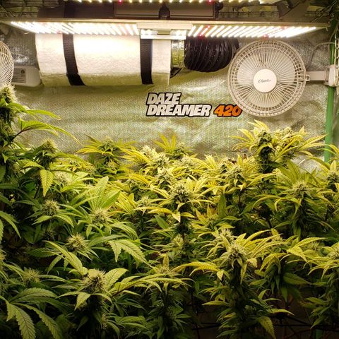 Zkittles Glue growlog timeline photo