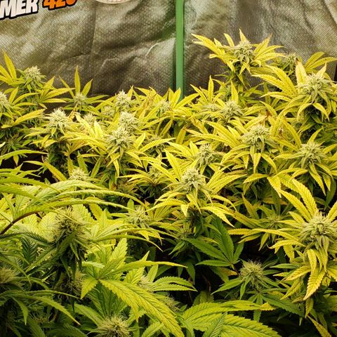 Zkittles Glue growlog timeline photo