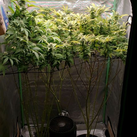 Zkittles Glue growlog timeline photo