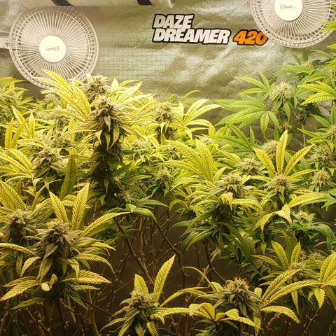Zkittles Glue growlog timeline photo