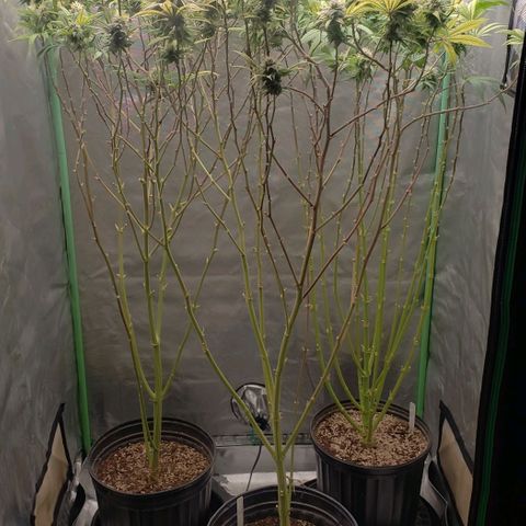 Zkittles Glue growlog timeline photo