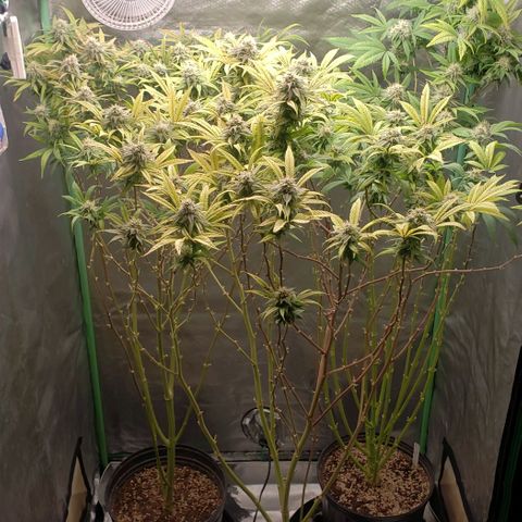 Zkittles Glue growlog timeline photo