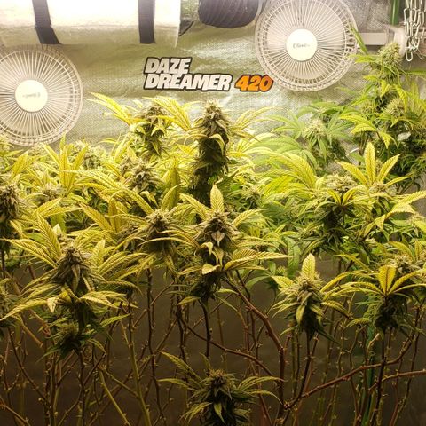 Zkittles Glue growlog timeline photo