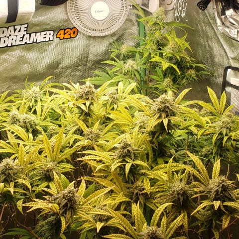 Zkittles Glue growlog timeline photo