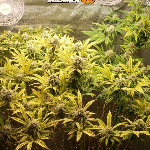 Zkittles Glue growlog timeline photo