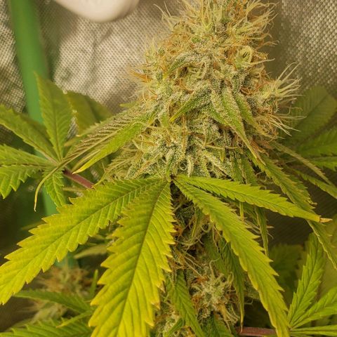 Zkittles Glue growlog timeline photo