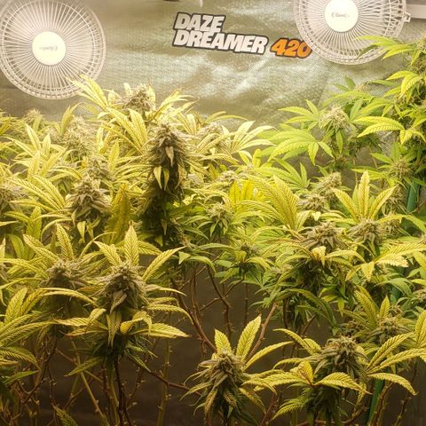 Zkittles Glue growlog timeline photo