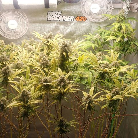 Zkittles Glue growlog timeline photo