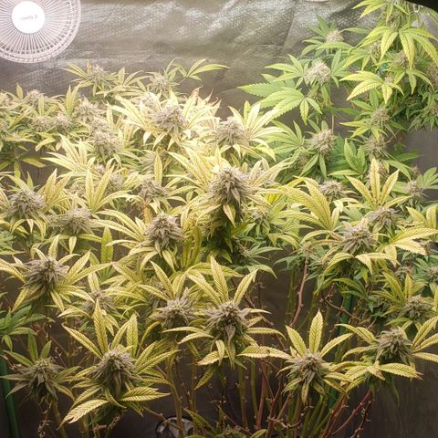 Zkittles Glue growlog timeline photo