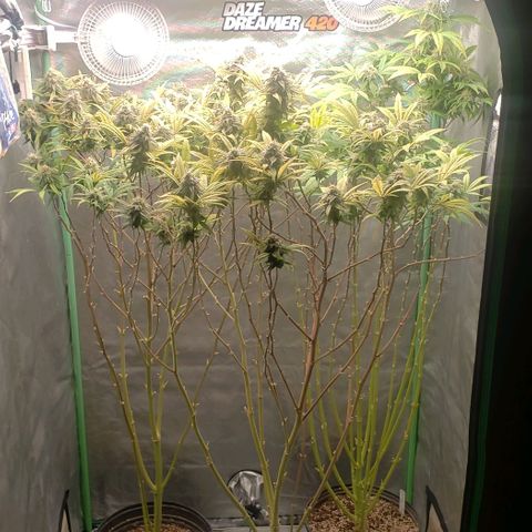 Zkittles Glue growlog timeline photo