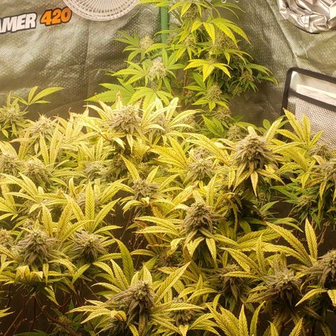 Zkittles Glue growlog timeline photo