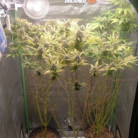 Zkittles Glue growlog timeline photo