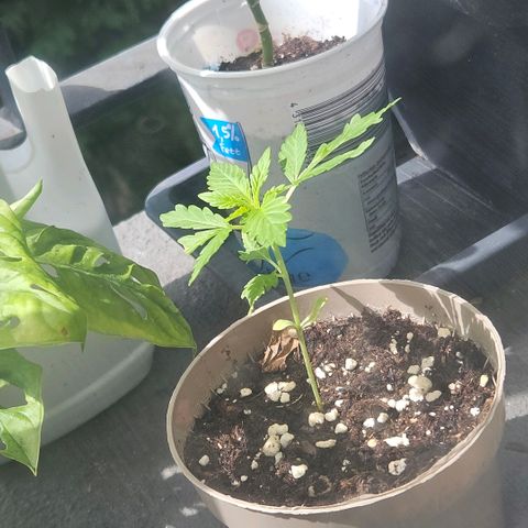 Silver Haze ®️ growlog timeline photo