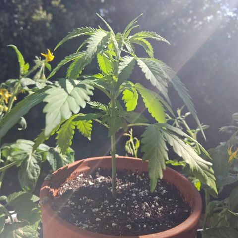 Silver Haze ®️ growlog photo: Umgetopt 