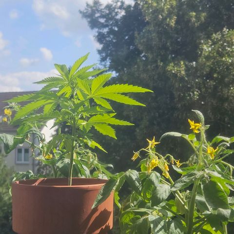 Silver Haze ®️ growlog photo: Unterste Blätter entfernt