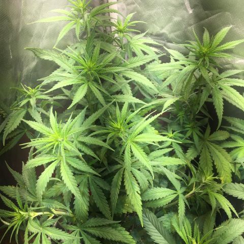 Gorilla Glue #4 growlog timeline photo